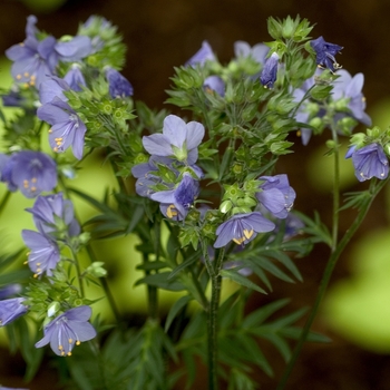 Polemonium yezoense 'Bressingham Purple' (000977)