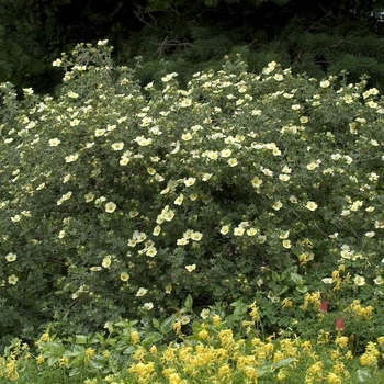 Potentilla fruticosa 'Primrose Beauty' (000981)