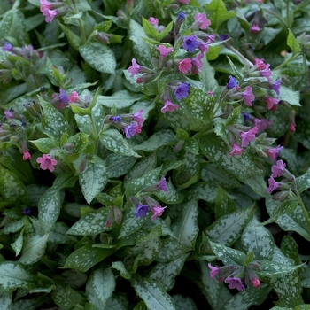 Pulmonaria saccharata 'Berries & Cream' (000988)