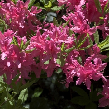 Rhododendron Northern Lights hybrid 'Rosy Lights' (001014)