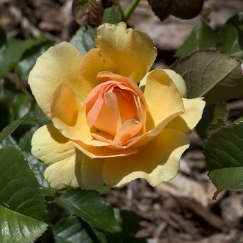 Rosa 'Amber Queen' (001022)