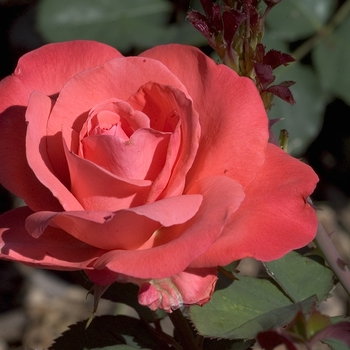 Rosa 'Artistry' (001026)