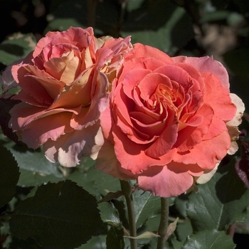 Rosa 'Brass Band' (001030)