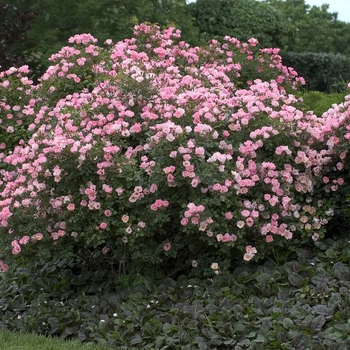 Rosa 'Carefree Delight' (001034)