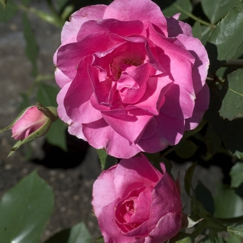 Rosa 'Country Dancer' (001046)