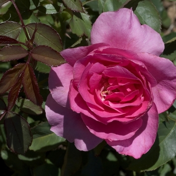 Rosa 'Country Dancer' (001047)