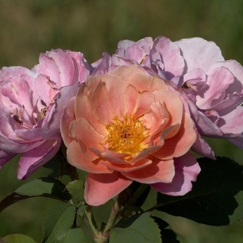 Rosa 'Distant Drums' (001052)