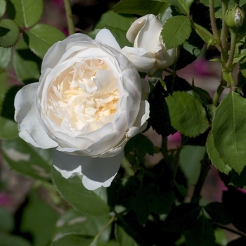 Rosa 'Glamis Castle' (001066)