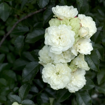 Rosa 'Green Ice' (001074)