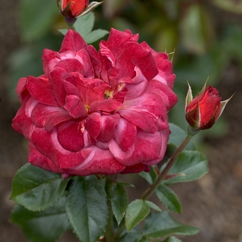 Rosa 'Hot Cocoa' (001077)