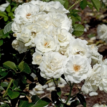 Rosa 'Iceberg' (001079)