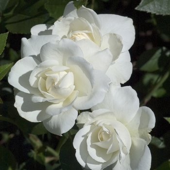 Rosa 'Iceberg' (001080)