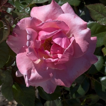 Rosa 'Lloyd Center Supreme' (001089)