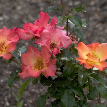 Rosa 'Playboy®' (001108)