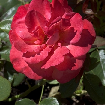 Rosa 'Voodoo' (001131)