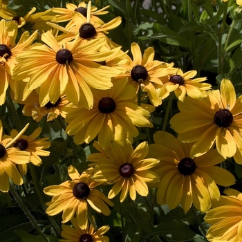 Rudbeckia hirta 'Indian Summer' (001139)