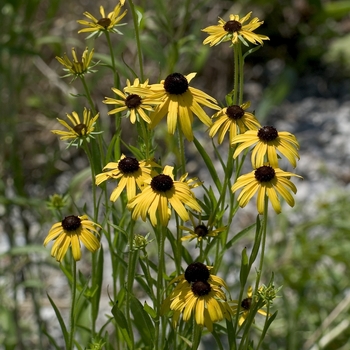 Rudbeckia missouriensis '' (001140)