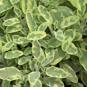 Salvia officinalis 'Icterina' (001150)