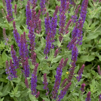 Salvia x sylvestris 'Lubeca' (001154)