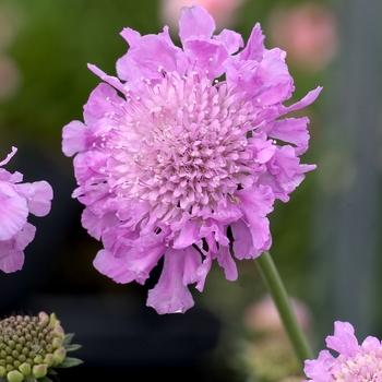 Scabiosa columbaria 'Pink Mist' (001157)