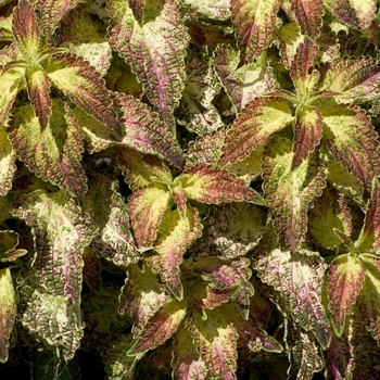 Coleus scutellarioides 'Glennis' (001170)