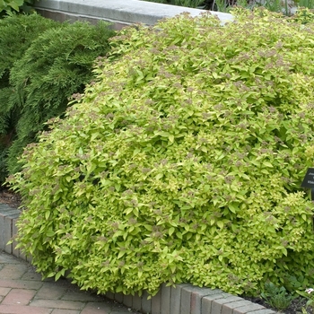 Spiraea japonica 'Dakota Goldcharm®' (001172)