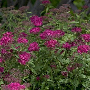 Spiraea japonica 'Neon Flash' (001173)