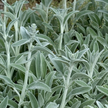 Stachys byzantina '' (001176)