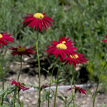 Tanacetum coccineum 'Robinson's Red' (001180)