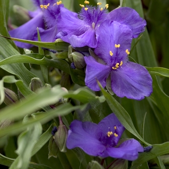 Tradescantia andersonii 'Zwanenburg Blue' (001194)