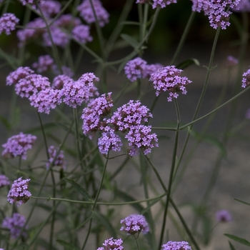 Verbena bonariensis '' (001204)