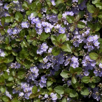 Veronica 'Waterperry Blue' (001206)