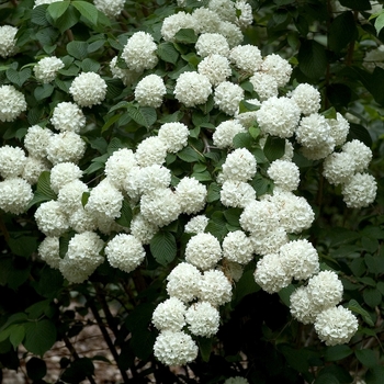 Viburnum plicatum f. plicatum 'Mary Milton' (001210)