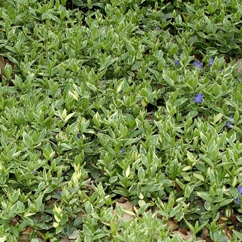 Vinca minor 'Variegata' (001215)