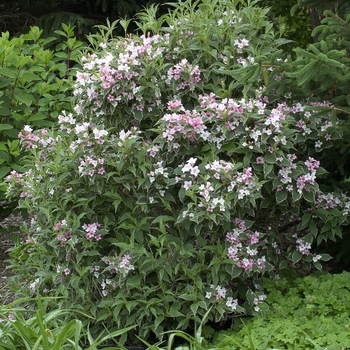 Weigela florida 'Suzanne' (001237)