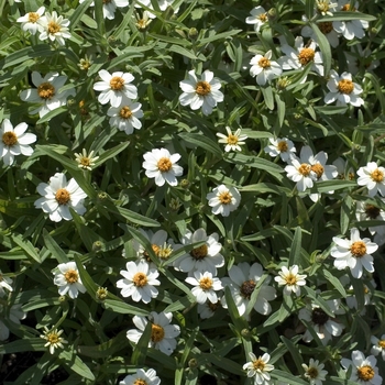 Zinnia angustifolia (linearis) Crystal 'White' (001240)