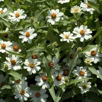 Zinnia Profusion '' (001241)