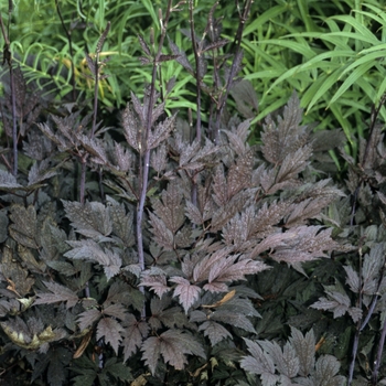 Cimicifuga ramosa 'Brunette' (001247)