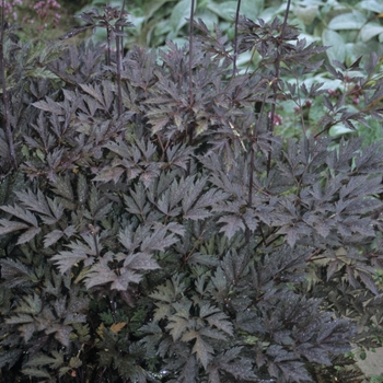 Cimicifuga ramosa 'Brunette' (001249)