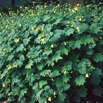 Kirengeshoma palmata '' (001254)