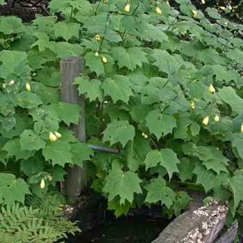 Kirengeshoma palmata '' (001255)