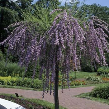 Buddleia alternifolia '' (001261)