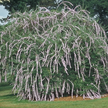 Buddleia alternifolia '' (001262)