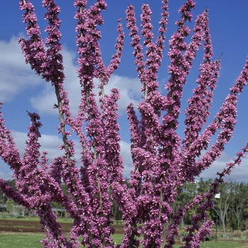 Cercis chinensis 'Avondale' (001268)