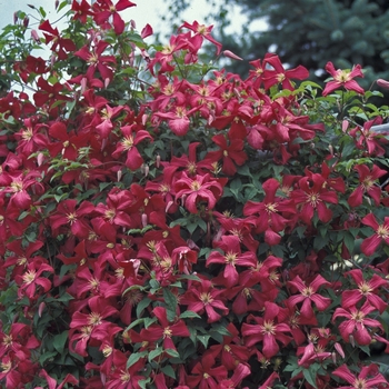 Clematis viticella 'Madame Julia Correvon' (001272)