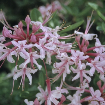 Rhododendron canescens '' (001274)