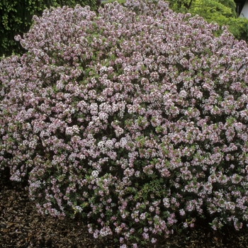 Daphne burkwoodii 'Somerset' (001279)