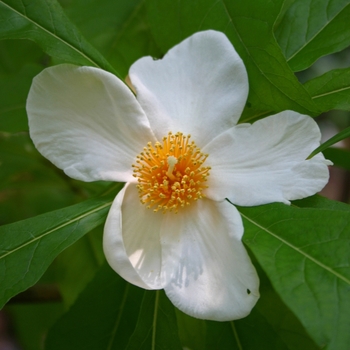 Franklinia alatamaha '' (001285)