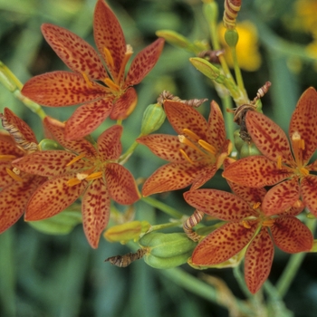 Belamcanda chinensis 'Freckle Face' (001293)