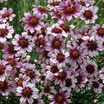 Coreopsis rosea 'Sweet Dreams' (001296)